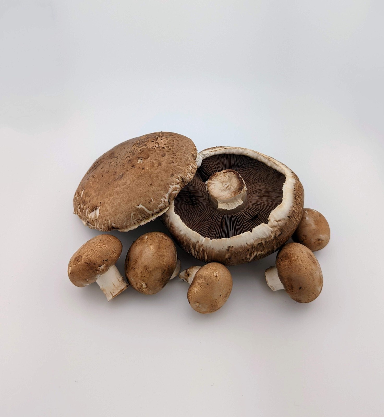 Gourmet Mushroom Culture Special! Over 180 Species Available at PrimeFungi