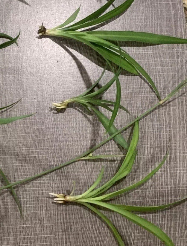 2 Purple Heart, Elephant Bush X 5, And 3 Spider Plant Lot.