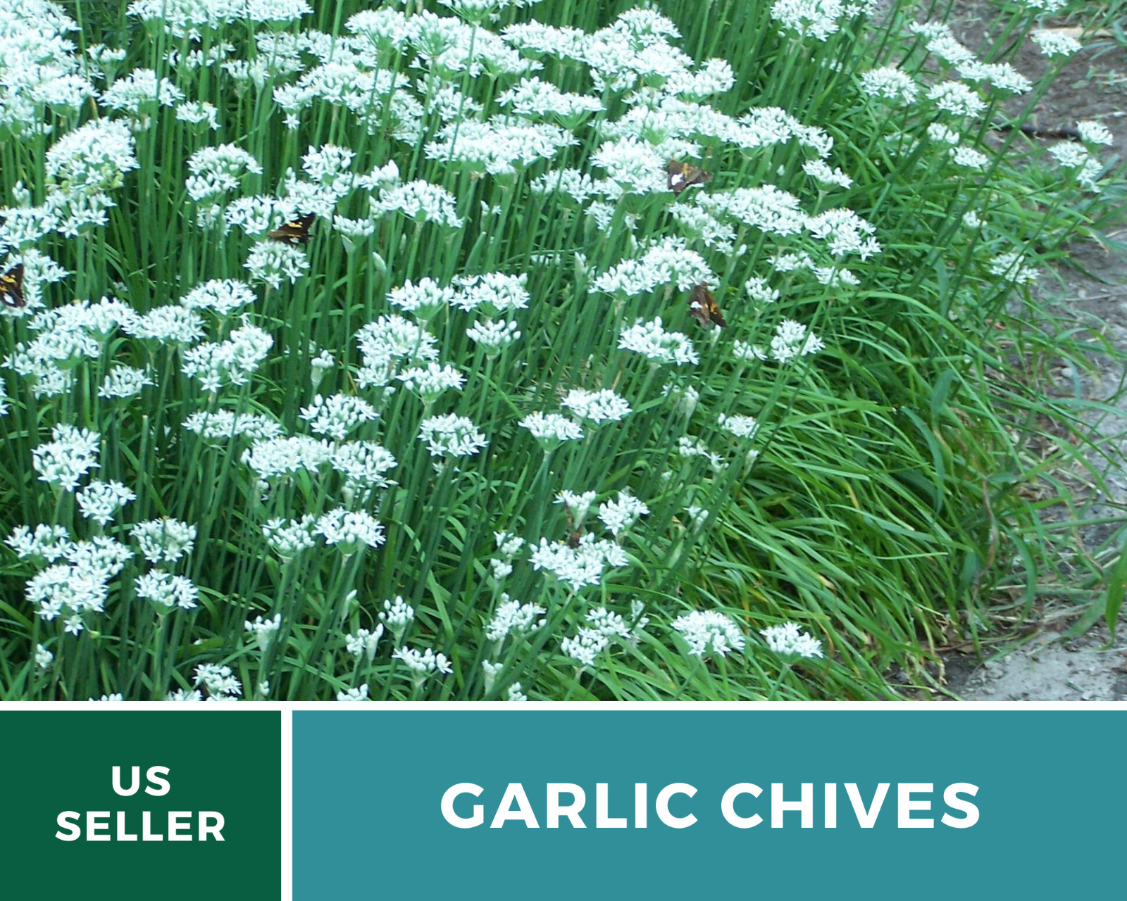 Chives, Garlic – 250 Seeds – Culinary, Medicinal & Decorative Herb – Heirloom