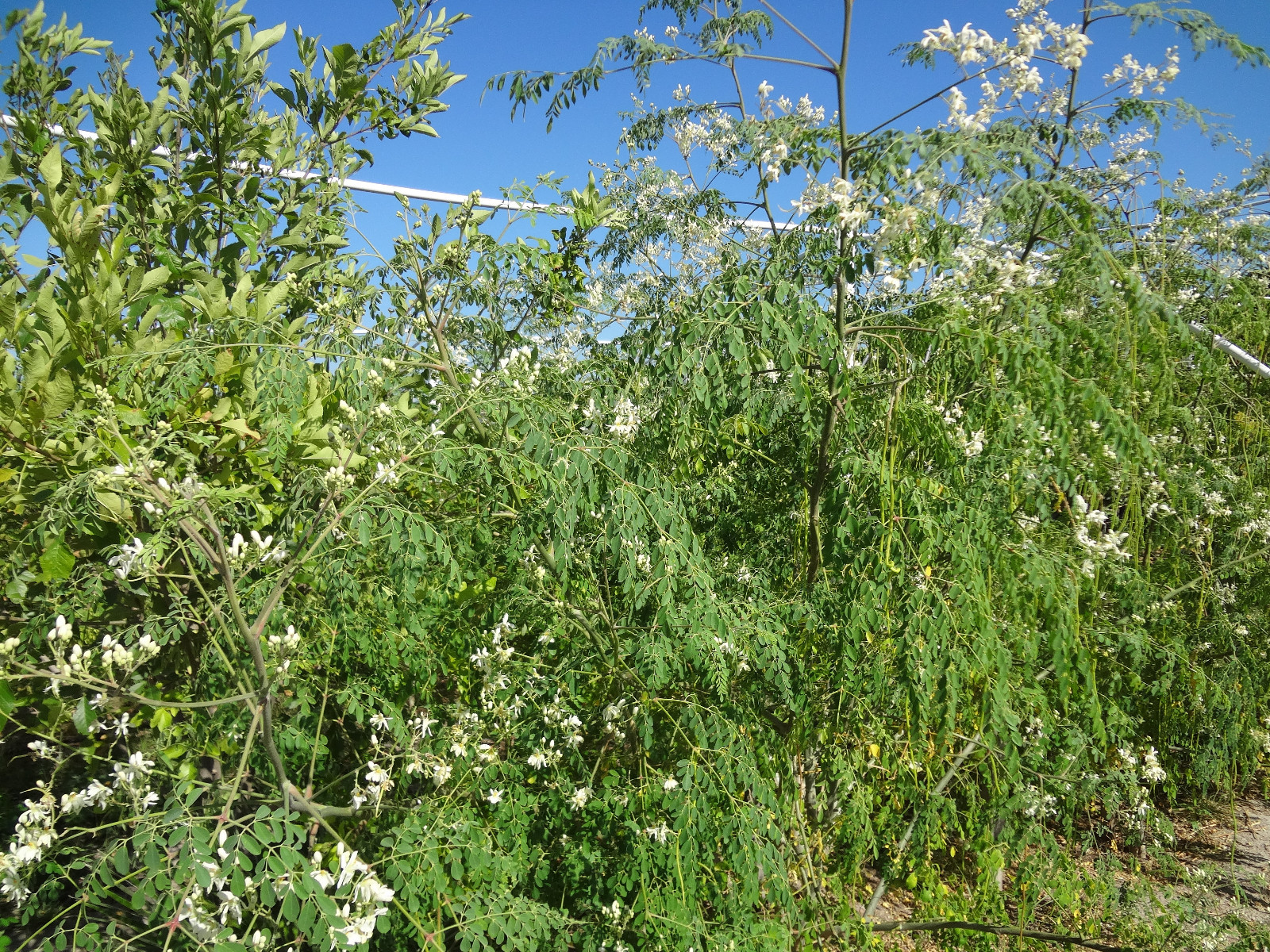 SUPER SPECIAL!! MORINGA Oleifera STX-2 Extremely Productive Organic-Grown SEEDS