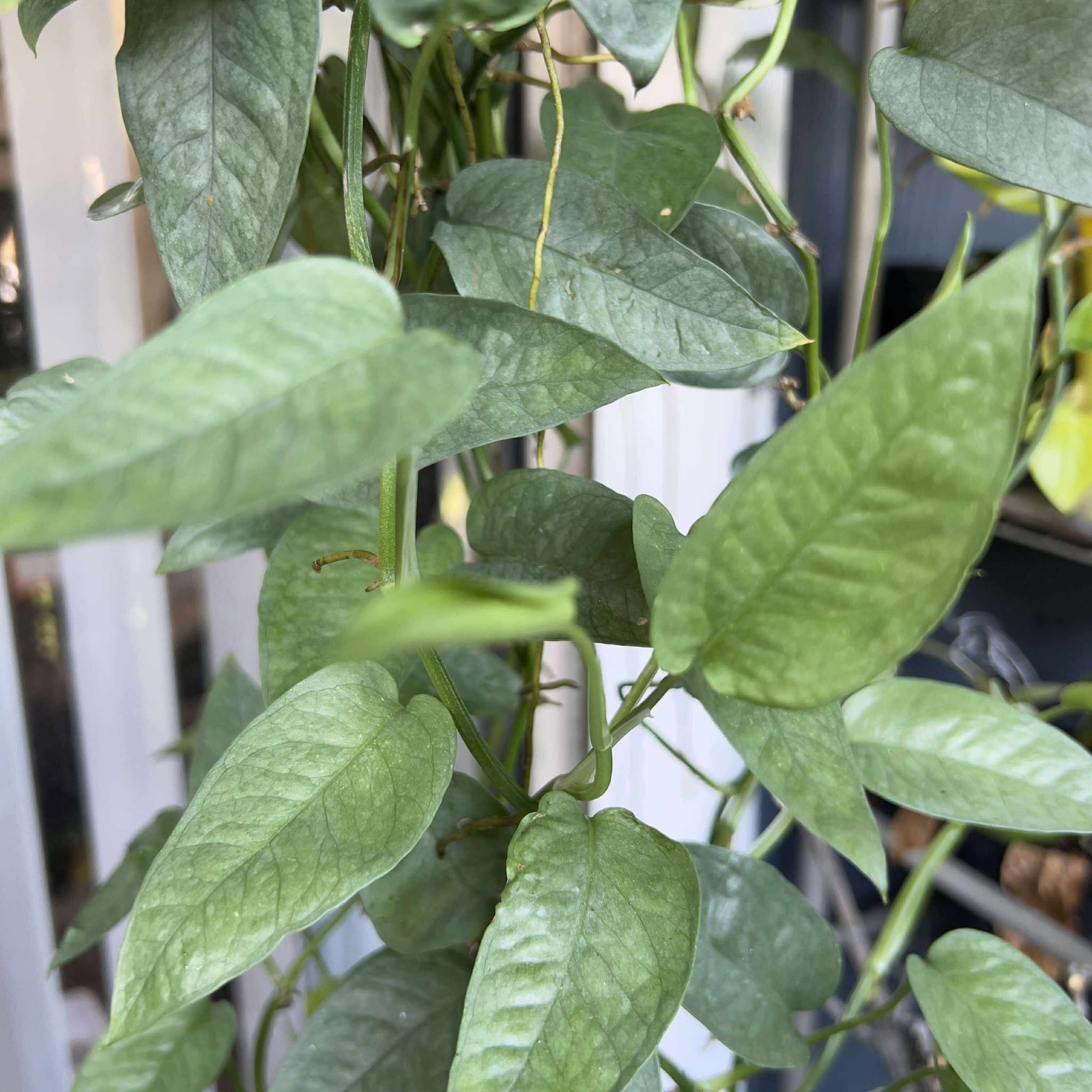 6 Live Plant Cuttings Combo: Unrooted Pothos Philodendron Indoor House Plants
