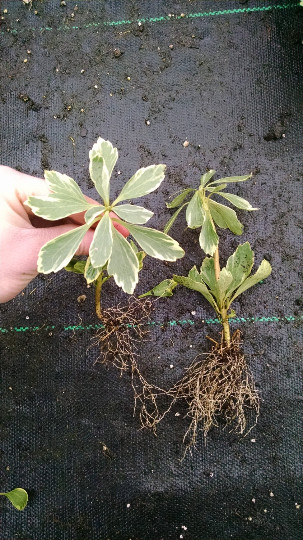 Pachysandra Terminalis ‘Silver Edge’ – 100 Bare Root Plants