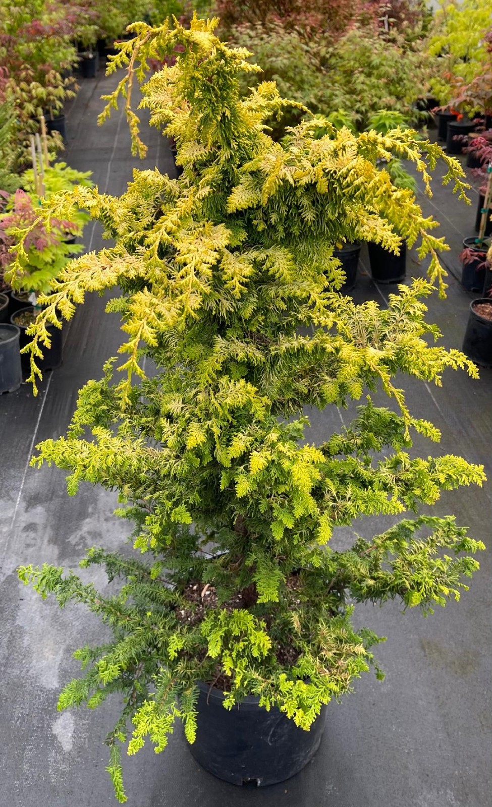 Chamaecyparis obtusa ‘Fernspray Gold’ (Fernspray Gold Hinoki Cypress) Large!