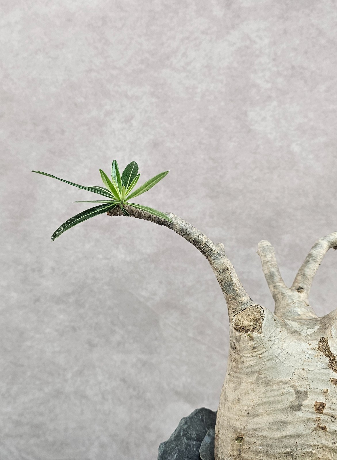 RARE!!! Pachypodium Rosulatum var. Gracilius – C – Large and Heavy (EXACT PLANT)