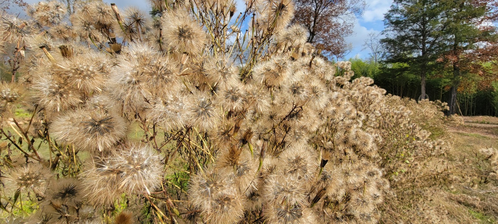 Papalo Quelite-pipicha – Chepiche–Porophyllum linaria–200 Seeds
