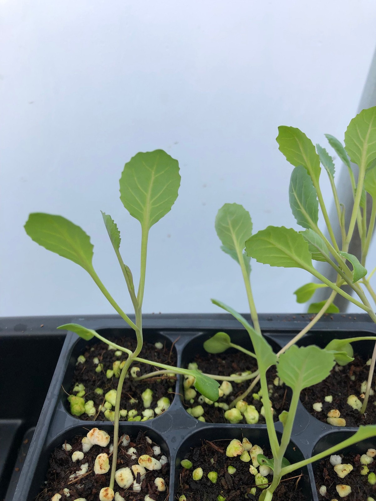 Collard Live Plant – Seedlings/Plugs and Plants – 3″- 12″ tall – 30-60+ days old