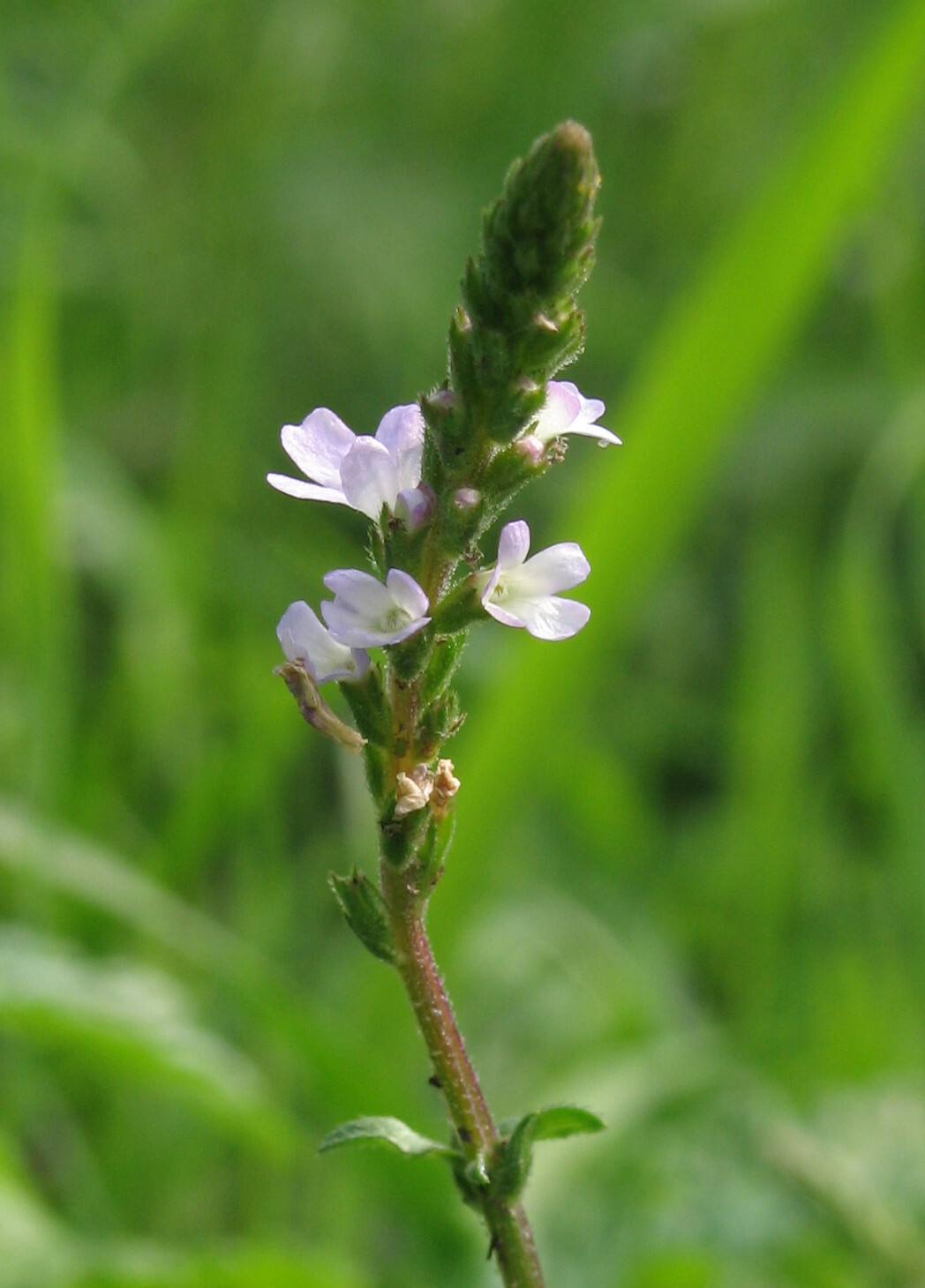 100 True Vervain Seeds – Verbena officinalis – Medicinal Herb and Lovely Flower!