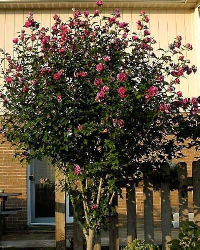 1 Red Althea Hibiscus syriacus Rose of Sharon 12-24″ Starter Plant