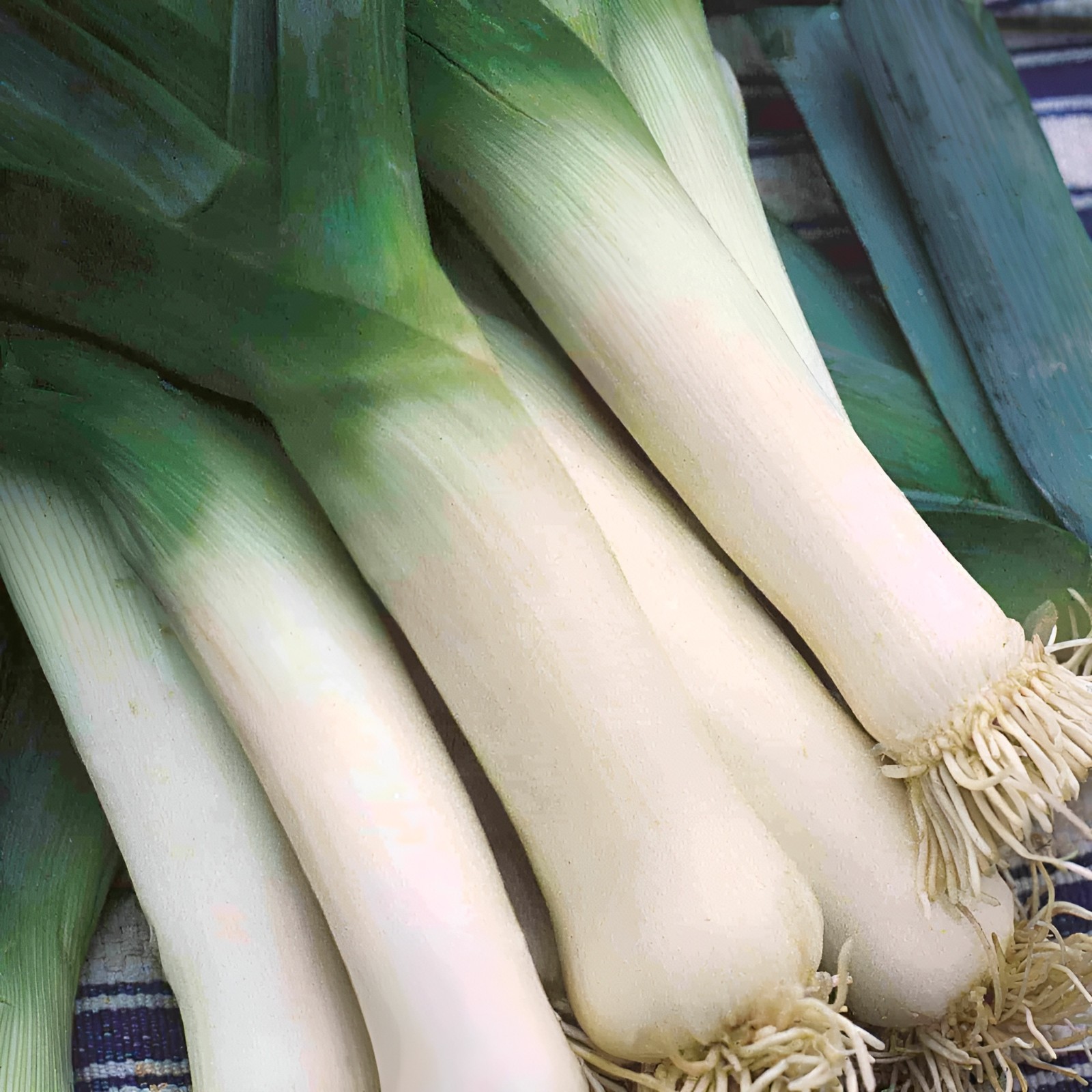1,000 Large American Flag Leek Seeds | Broad London Leek – Cold Hardy Classic