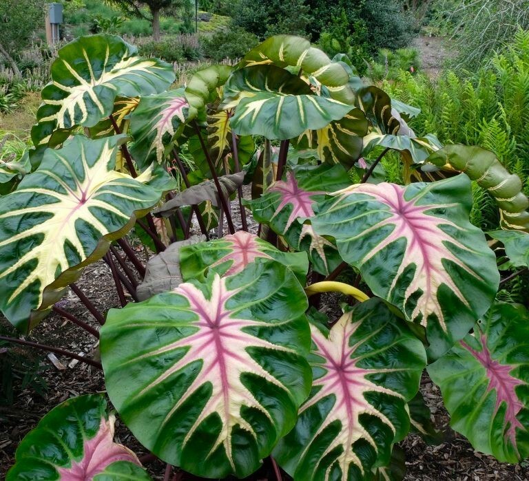 Waikiki Elephant Ear – Colocasia esculenta – Live STARTER Plant~~VERY RARE & HTF