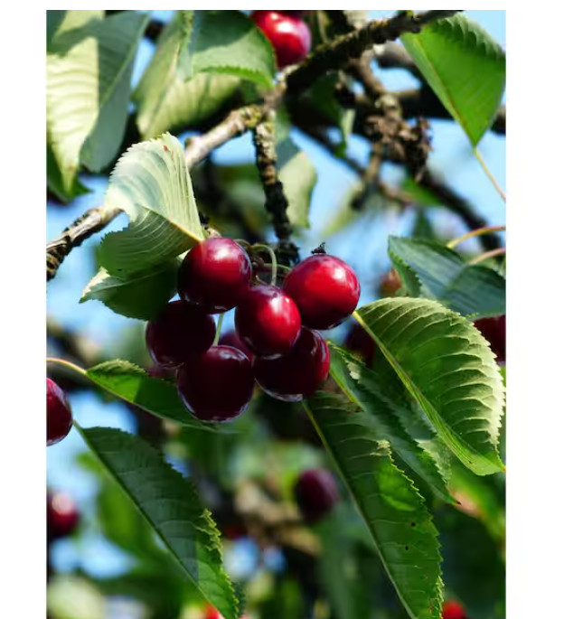 3 Ft. Lapins Cherry Semi Dwarf Tree with Abundant Self Pollinating Fruit