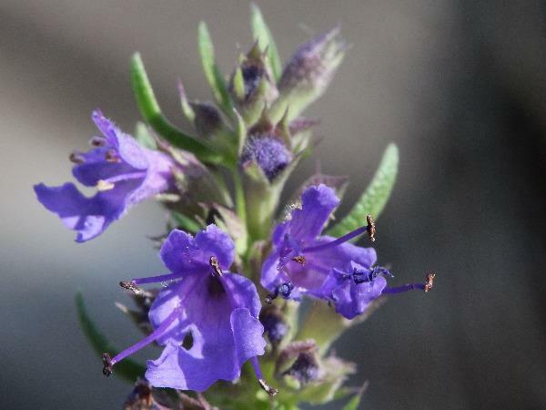 Hyssopus officinalis | Hyssop | 200 Seeds