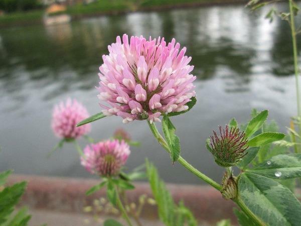 Trifolium pratense | Mammoth Red Clover | Red Clover | 100 Seeds
