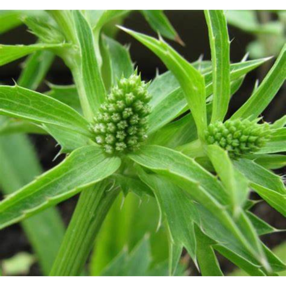 1000+ Culantro Seeds | recao | ngò gai Non-GMO Eryngium Foetidum Tropical Herb
