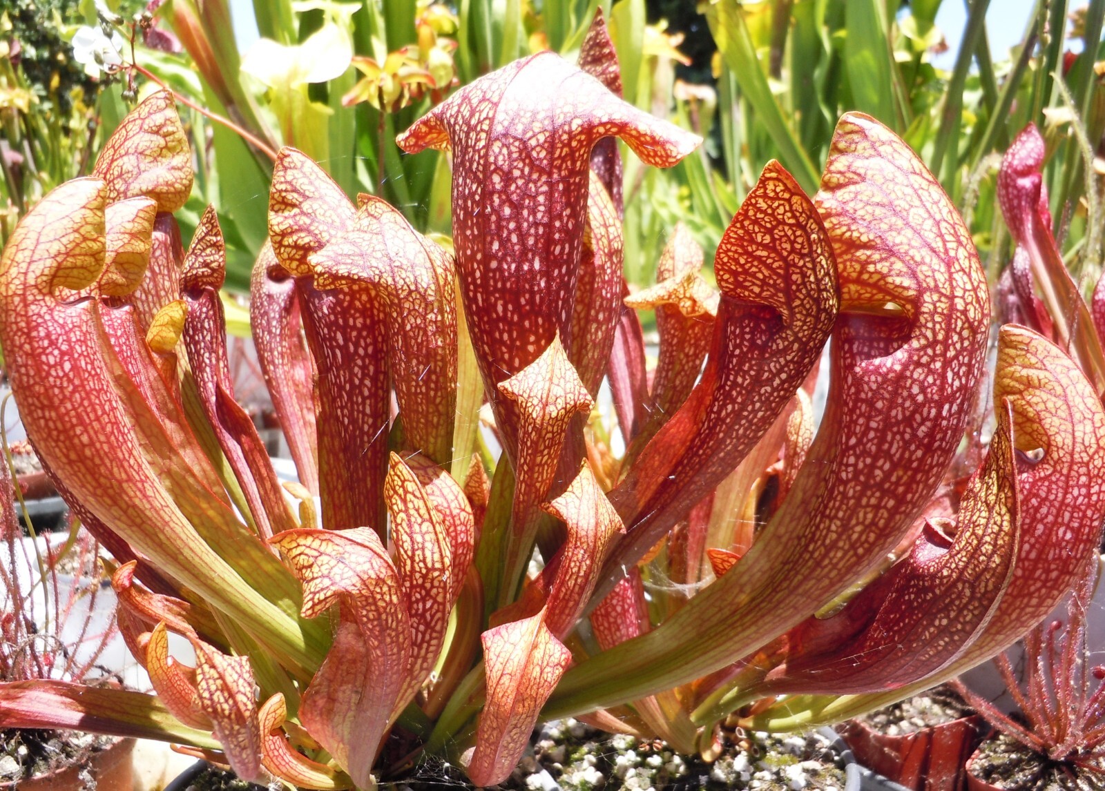 Live Carnivorous Plants – Sarracenia ‘Dixie Lace’ Pitcher Plant (medium size)