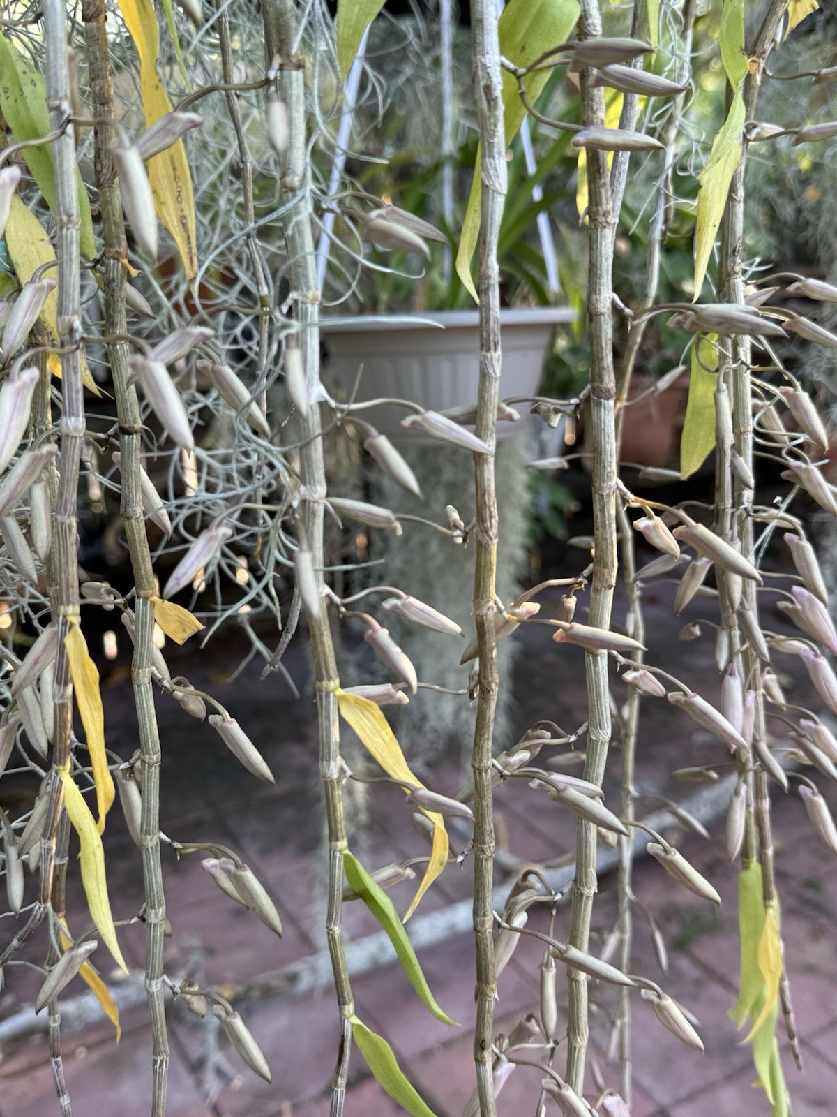 Loddigesii Dendrobium Orchid, Vietnam Variety/Version, 1 Division, No Bloom