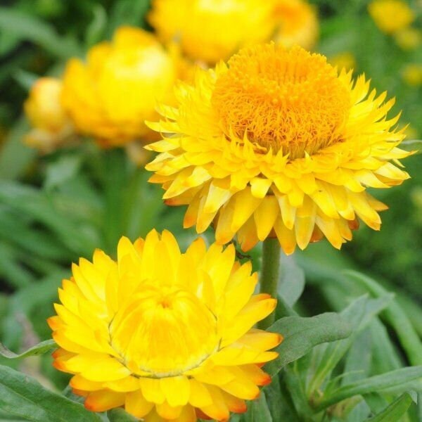 Golden Yellow Strawflower Seeds | Non-GMO | Free Shipping | Seed Store | 1221
