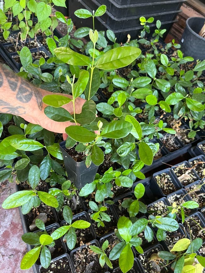 Pineapple Guava – Feijoa sellowiana – Live Plant – COLD HARDY EDIBLE