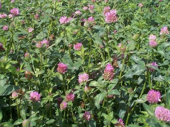10 LBS RED CLOVER FOOD PLOT SEED FOR DEER, TURKEY, WILDLIFE, COATED SEED