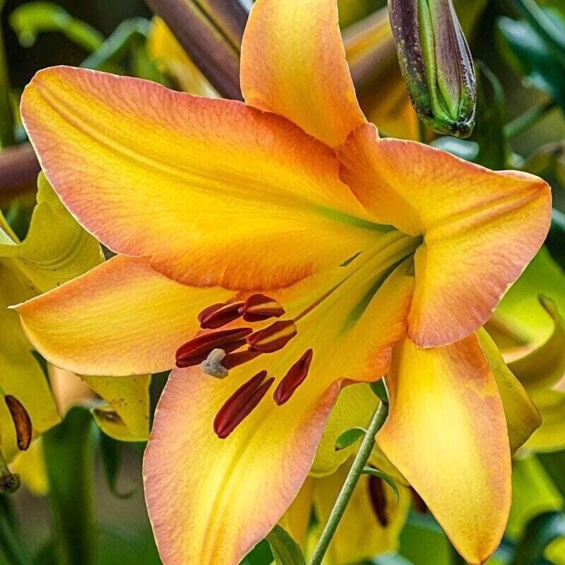 RISING MOON Oriental Trumpet/Tree Lilium Bulbs – Top Size 18/20 cm -US Seller