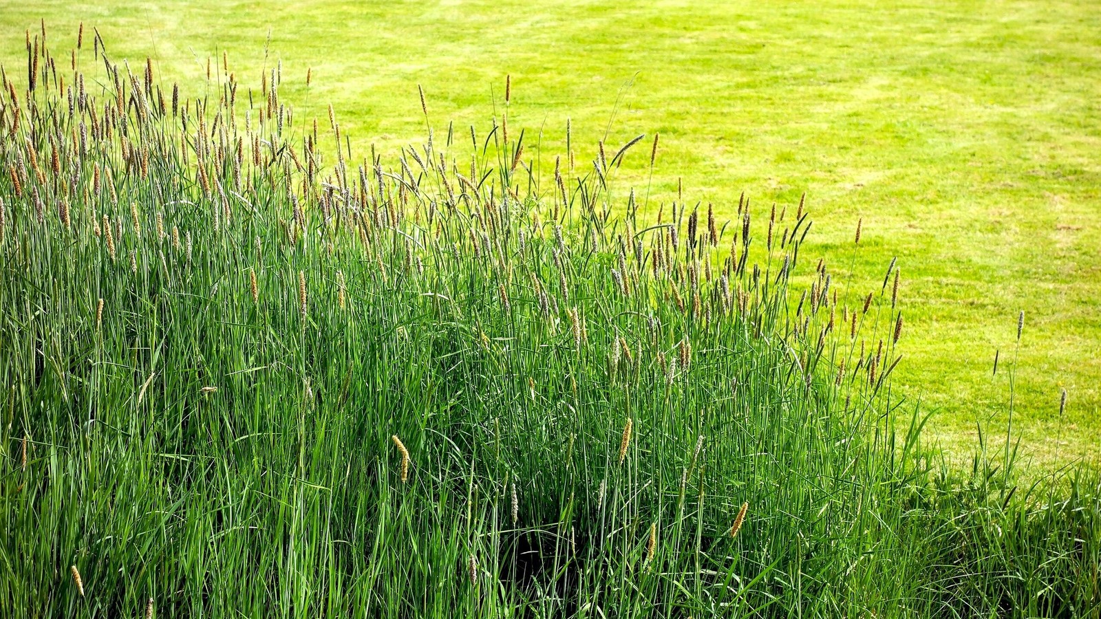 Climax Timothy Grass Seeds – For 2026 Planting Hay Pasture Meadow Lawn Landscape
