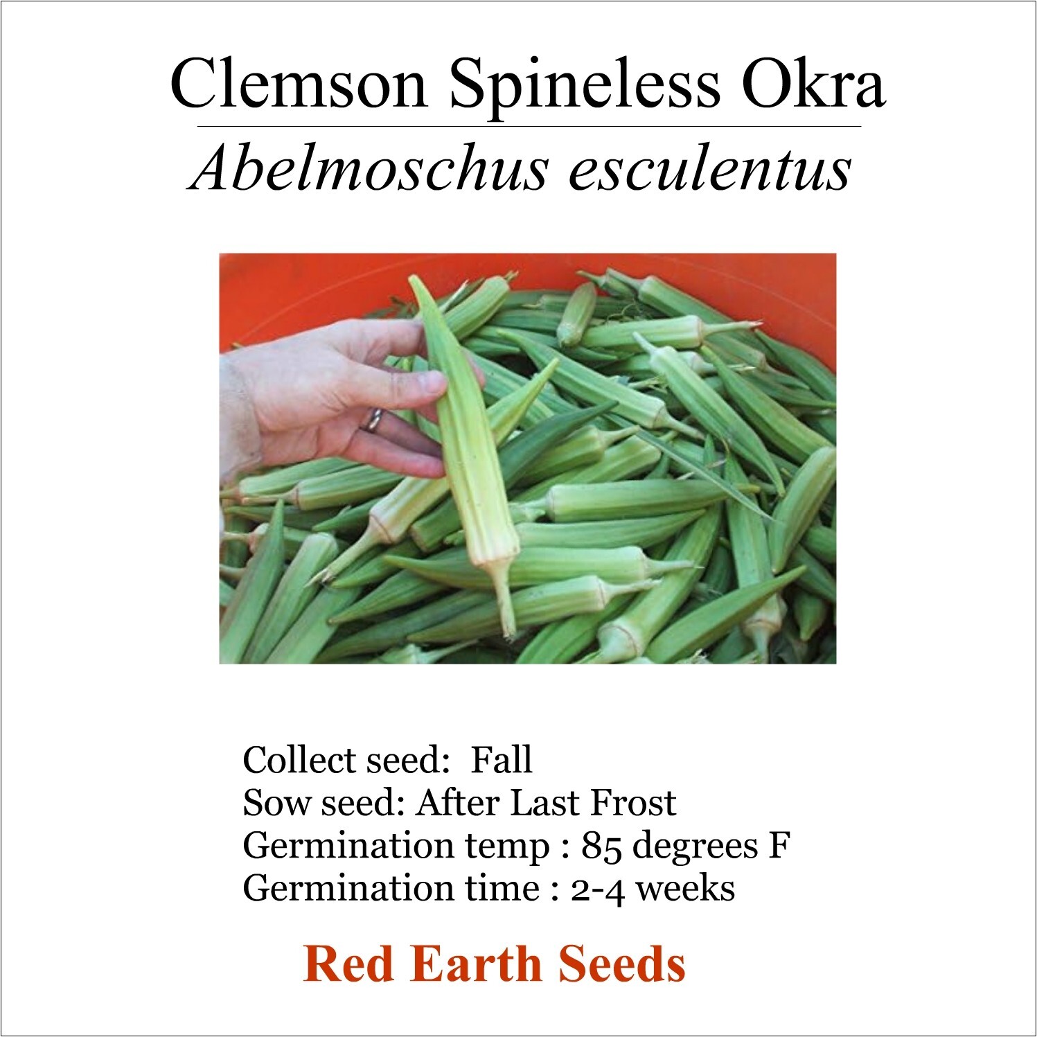 Clemson Spinless Okra – 20 seeds – Abelmoschus esculentus