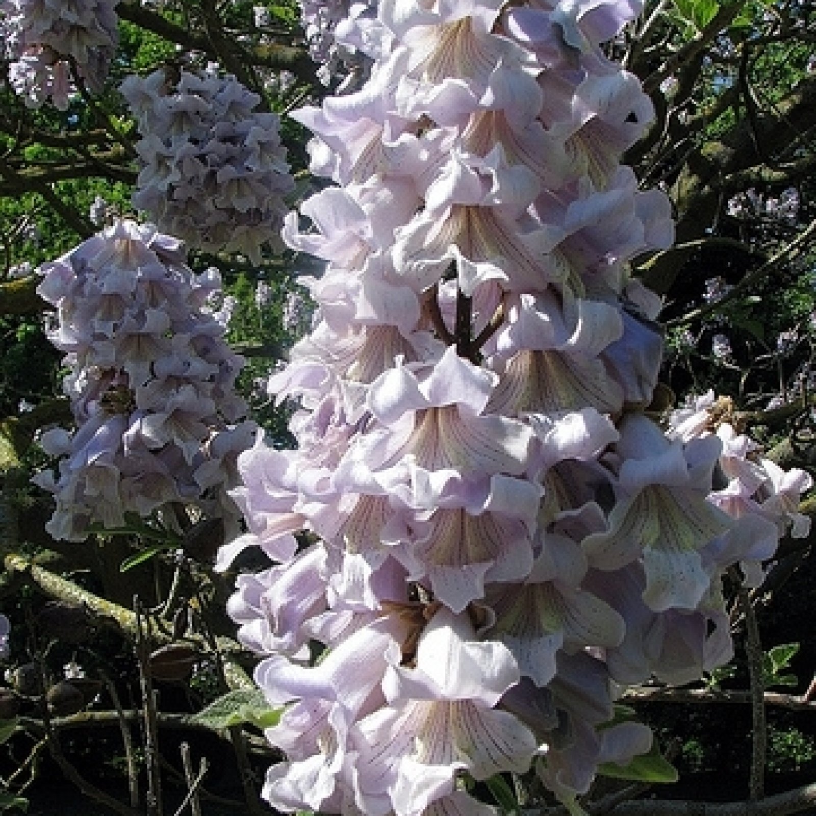 PRINCESS TREE Paulownia Tomentosa 100,200,500,1000,2000 SEEDS