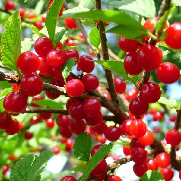 1 DORMANT Nanking bush red cherry, rooted plant. Zones 2-7 Prunus tomentosa