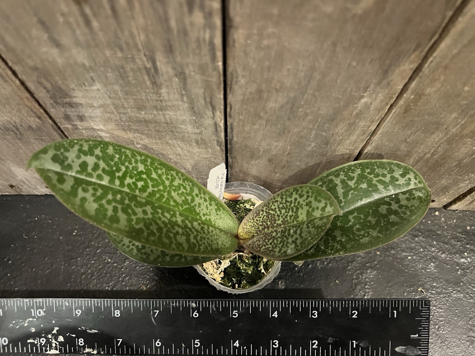Phal. stuartiana ‘Sogo’ HCC/AOS, Mericlone, Spike Initiated, Mottled Leaves