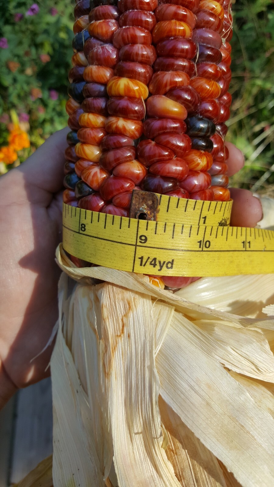 Rare Giant Indian Corn Seeds X50!Colorful Massive Ears,Ornamental!Easy To Grow!