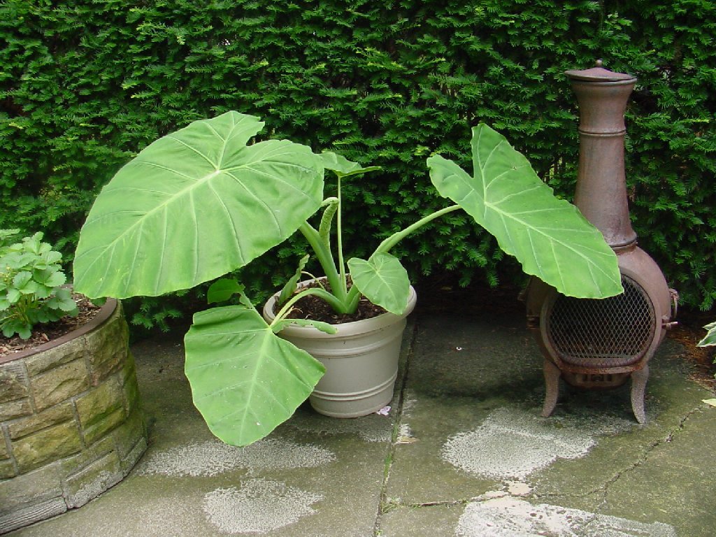 1 LIVE BULBS Colocasia gigantea Thailand Giant Thai Giant Elephant Ear Huge Leaf