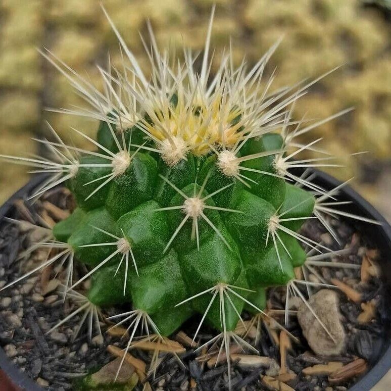 Echinocactus Grusonii ‘Golden Barrel Cactus’, Currently in a 4″ Container