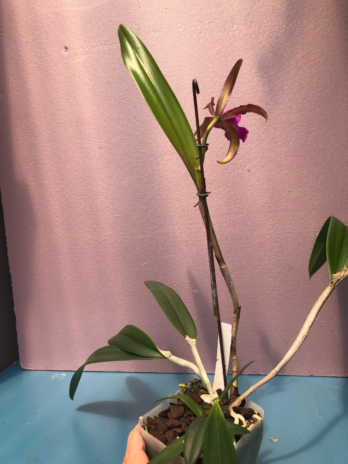 (769-1) B.nodosa 24088 x C.Mareeba Tiger ‘HCF’ FS