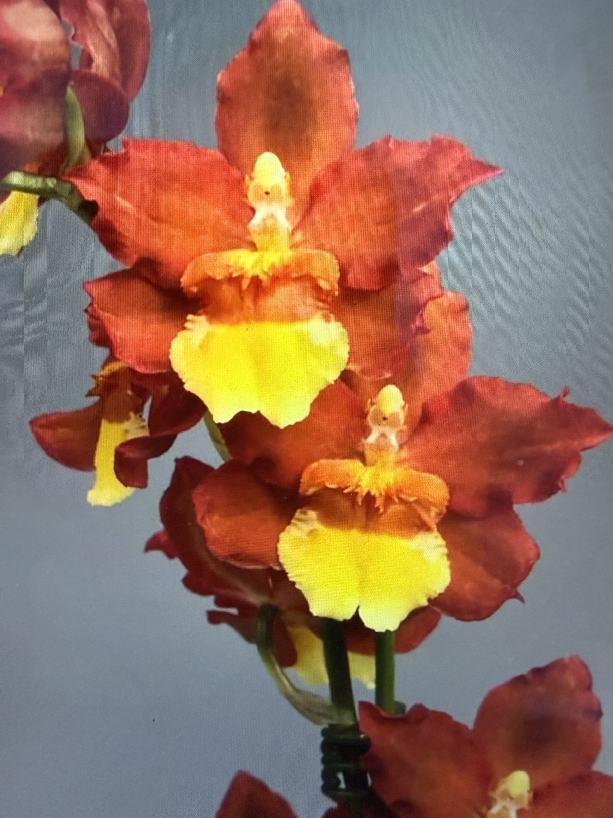 ORCHID Plants 20 Onciduim bulbs $1 each 20 minimum not marked br