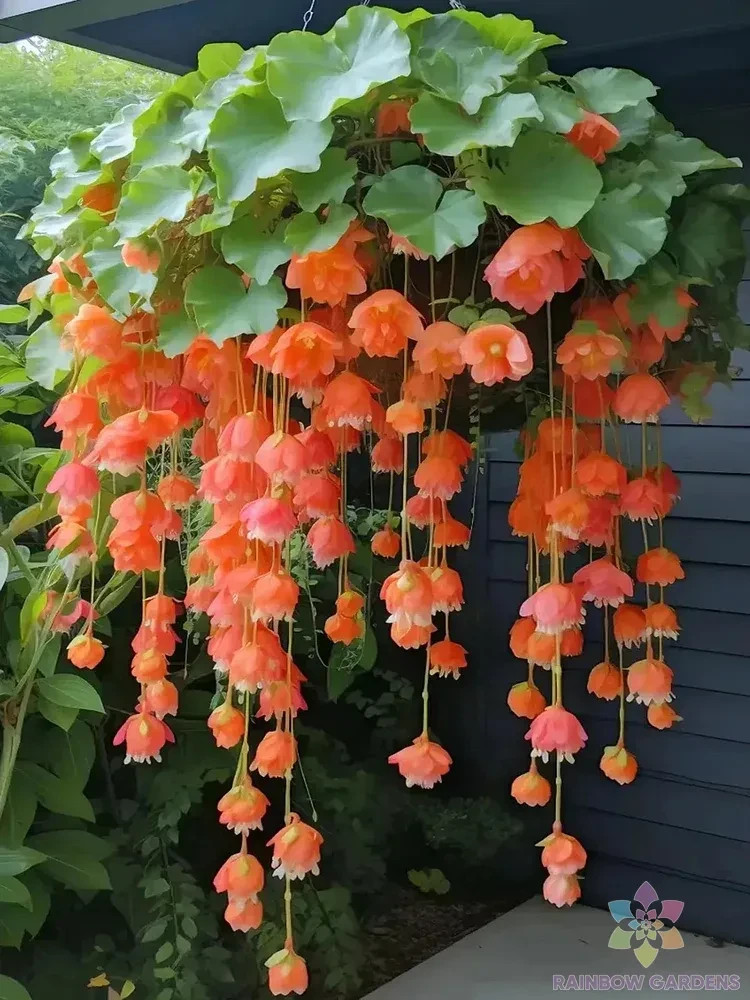 25+ Orange Weeping Begonia Seeds for Garden Planting – USA – FREE SHIPPING!