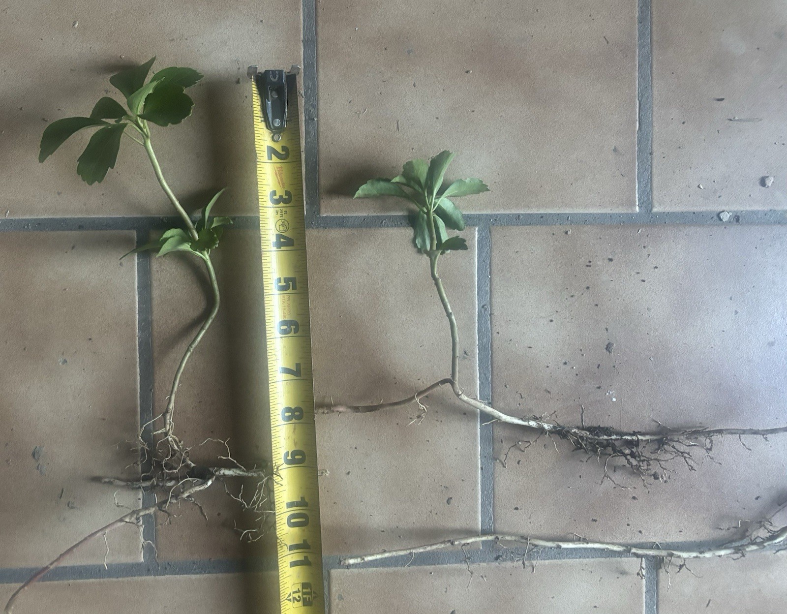 150 Pachysandra – terminalis ground cover plants