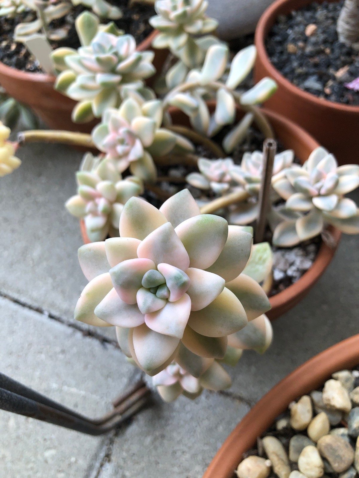 Titubans Succulent – RARE IMPORTED Pink, White, Blue, Mint Green, Yellow, Purple