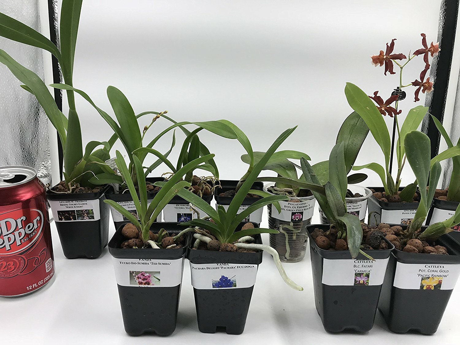B25 – 4 Live Orchid choose (Cattleya, Oncidium, Vanda, Dendrobium,Phalaenop