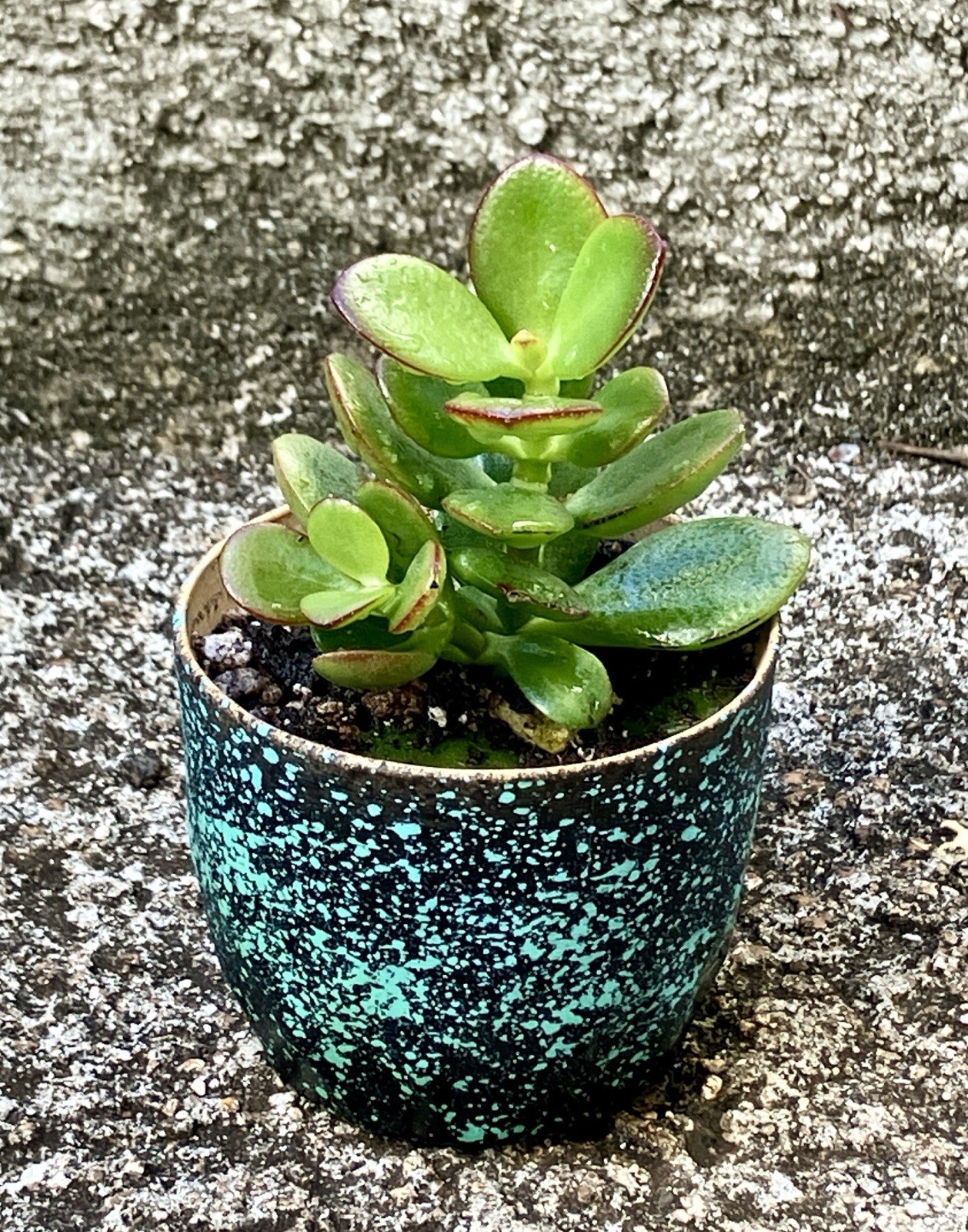 Mini Jade Plant Succulent With Ceramic Pot Green Red Small Leaves Gift Idea #2