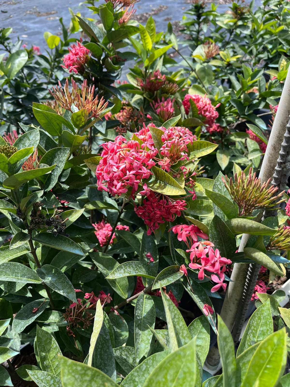 Live Large Plant Chinese Ixora Pink Plant 1 Gal- Vibrant Blooms and Easy Care