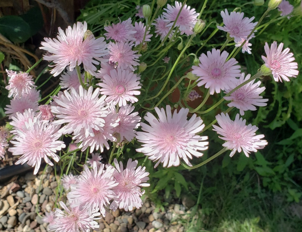 Pink Hawksbeard / Crepis Rubra Flower – 25 seeds, fast growing and bright pink!