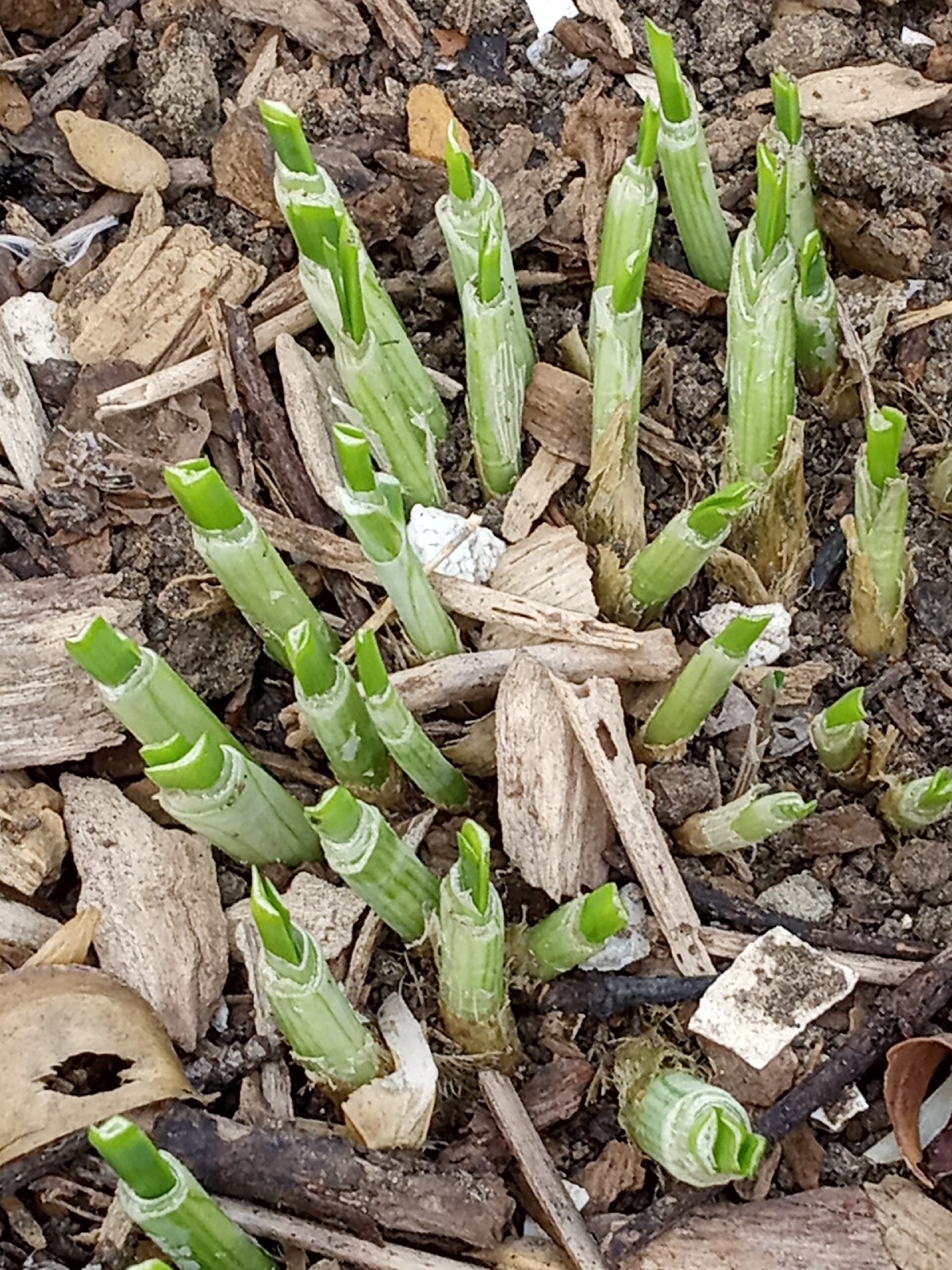 20 Garlic Chives 韭菜根 Live Organic Bare Root Hardy Perennial Herb – Ready to Grow