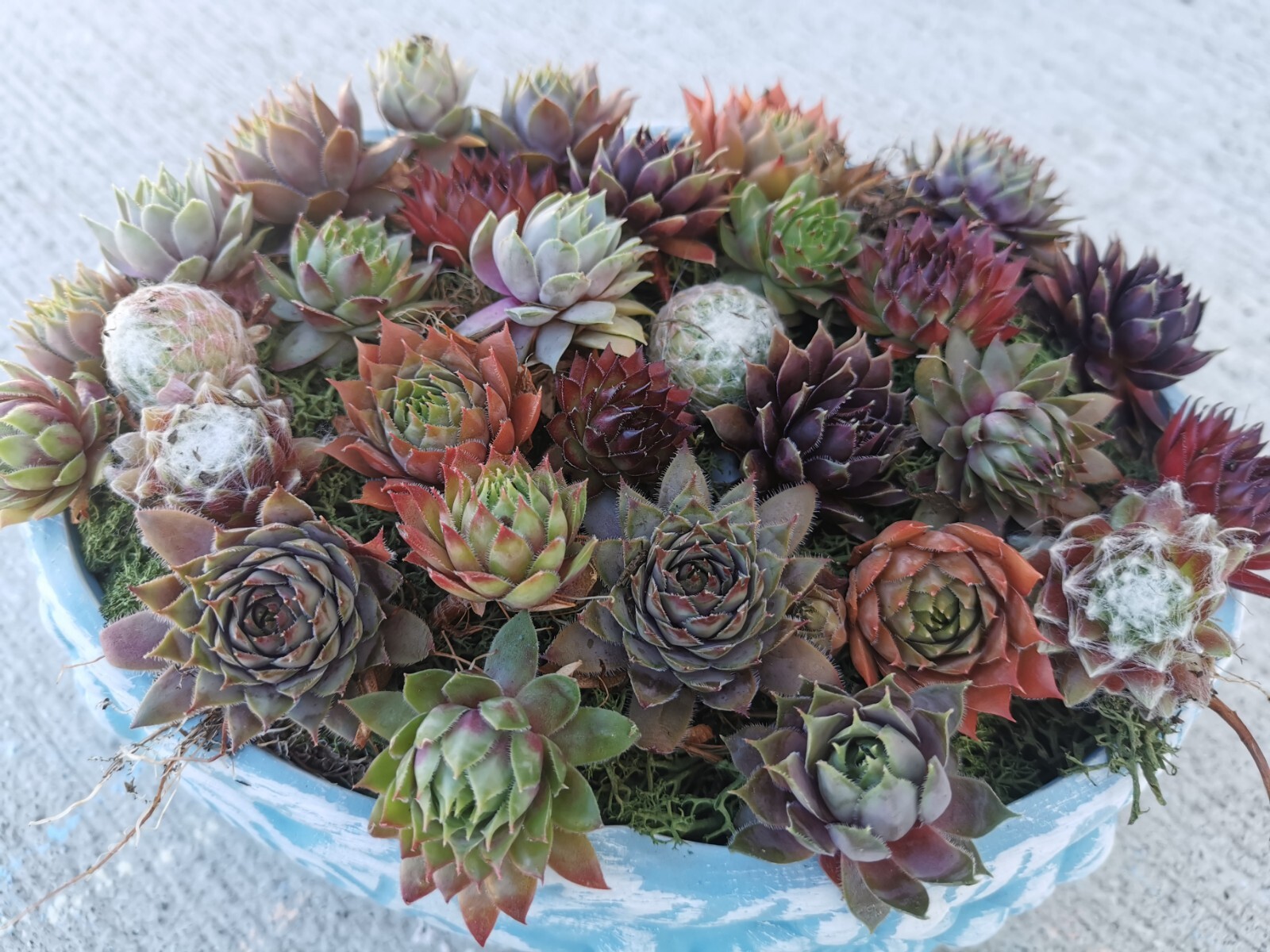 Succulents 9 varieties Hen and Chick Sempervivum Indoor Outdoor Cold Hardy