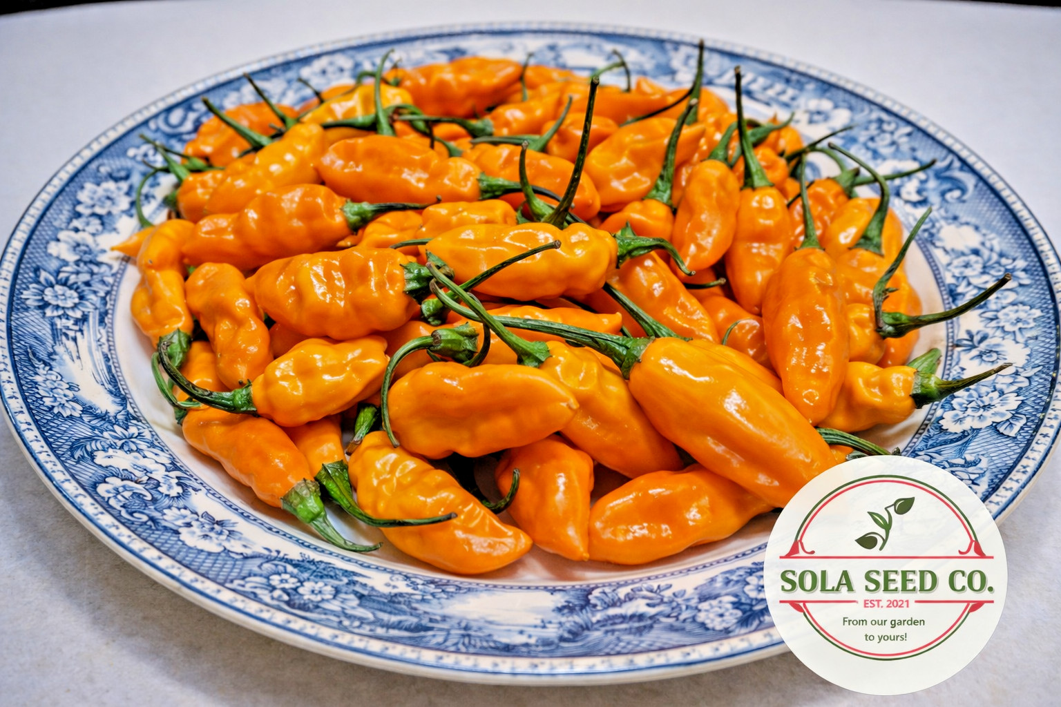 20 Organic Datil Pepper Seeds – Legendary St. Augustine Heirloom – Non GMO-USA