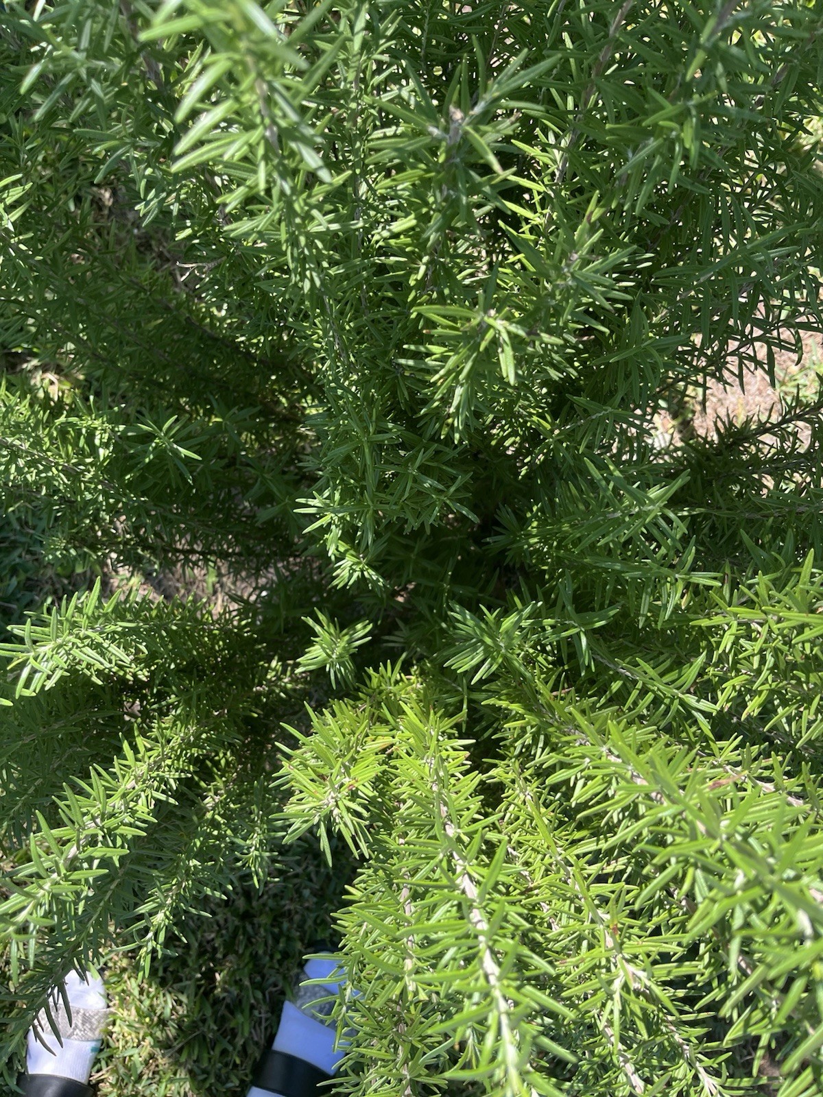 2 Rosemary Cuttings, Live Plants, 5-8” Rooted BARE ROOT