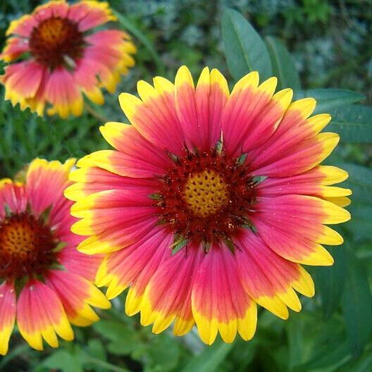 INDIAN BLANKET FLOWER 300+ Seeds Perennial Gaillardia Aristata Native Wildflower