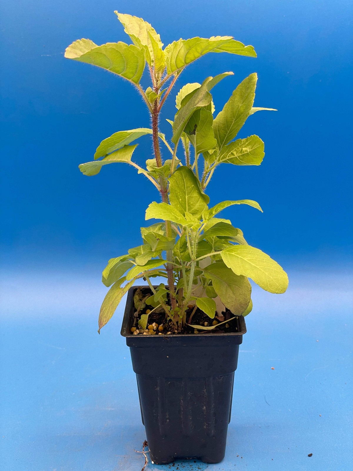 Tulsi, Krishna – Live Plant 3″ Starter Pot – Holy Basil – Ocimum Sanctum