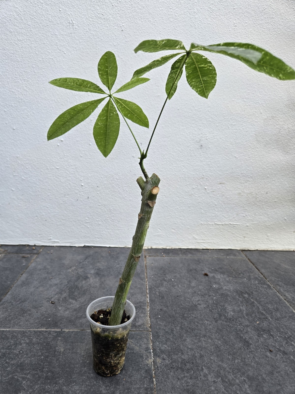Variegated Pachira Acuatica Money Tree Philodendron Florida Beauty Monstera