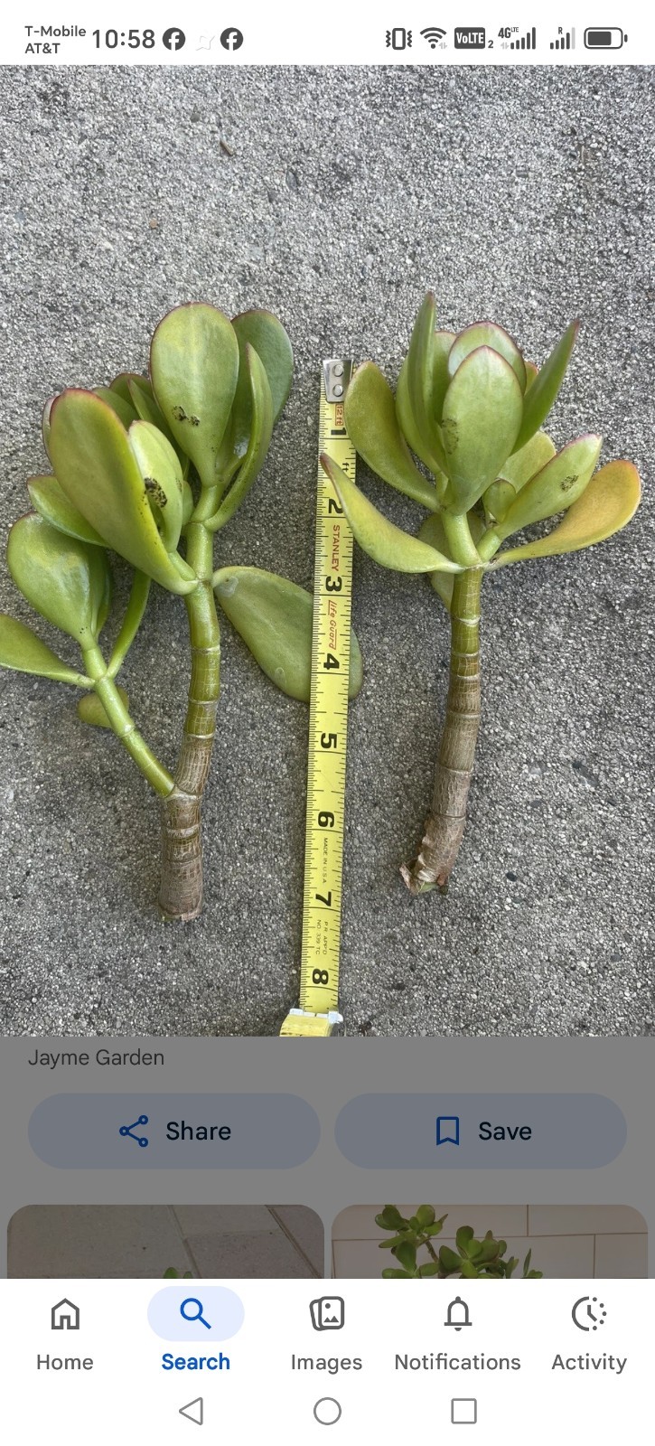 Green and Red Color Jade Succulent Crassula Ovata Plants 2 Cuttings