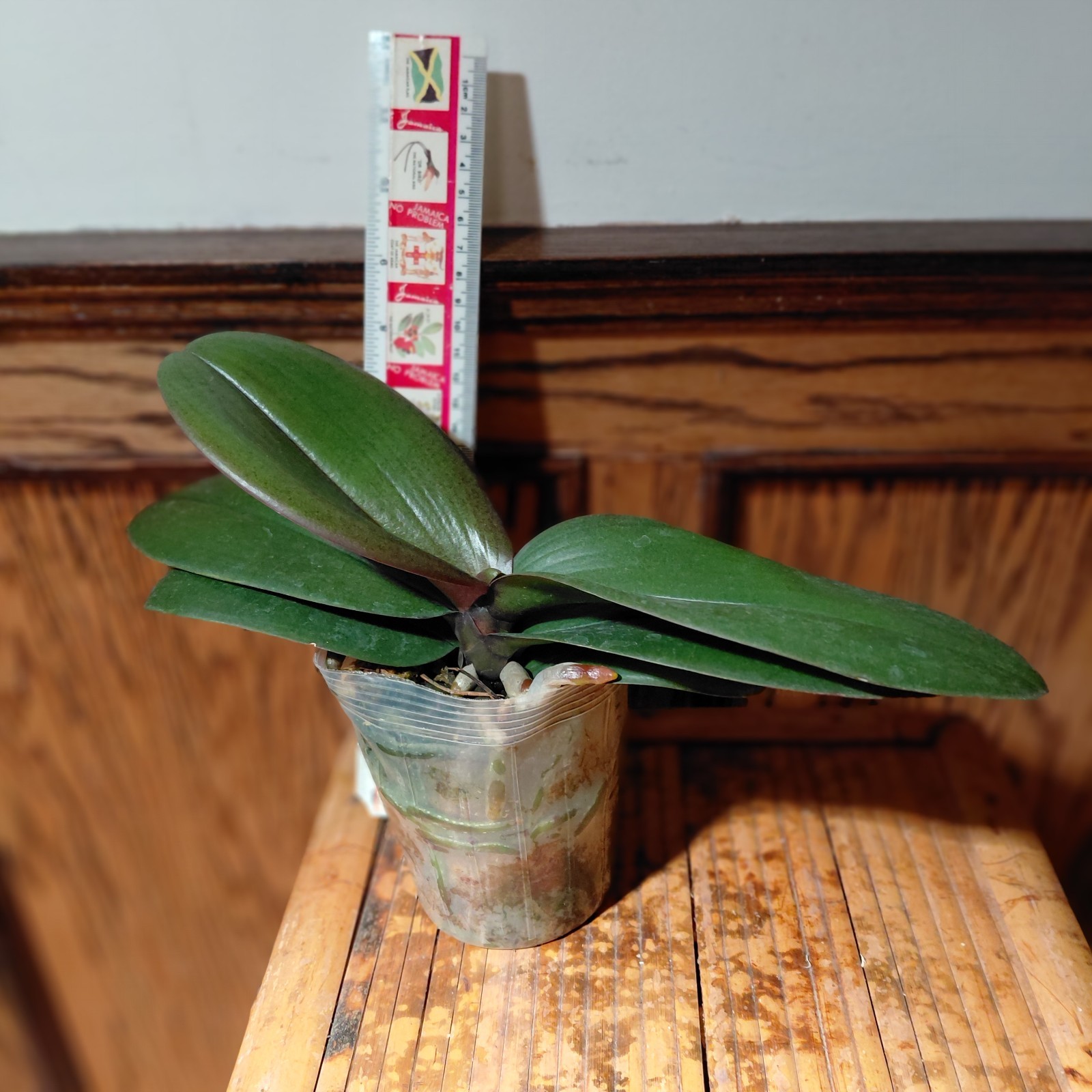 Phalaenopsis Harck Peony – Blooming Size